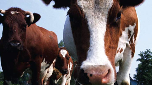 Customer-story Energy-saving-agitators cow-2